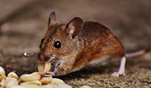 24 Hour & Emergency Exterminators in Bowesmont, ND
